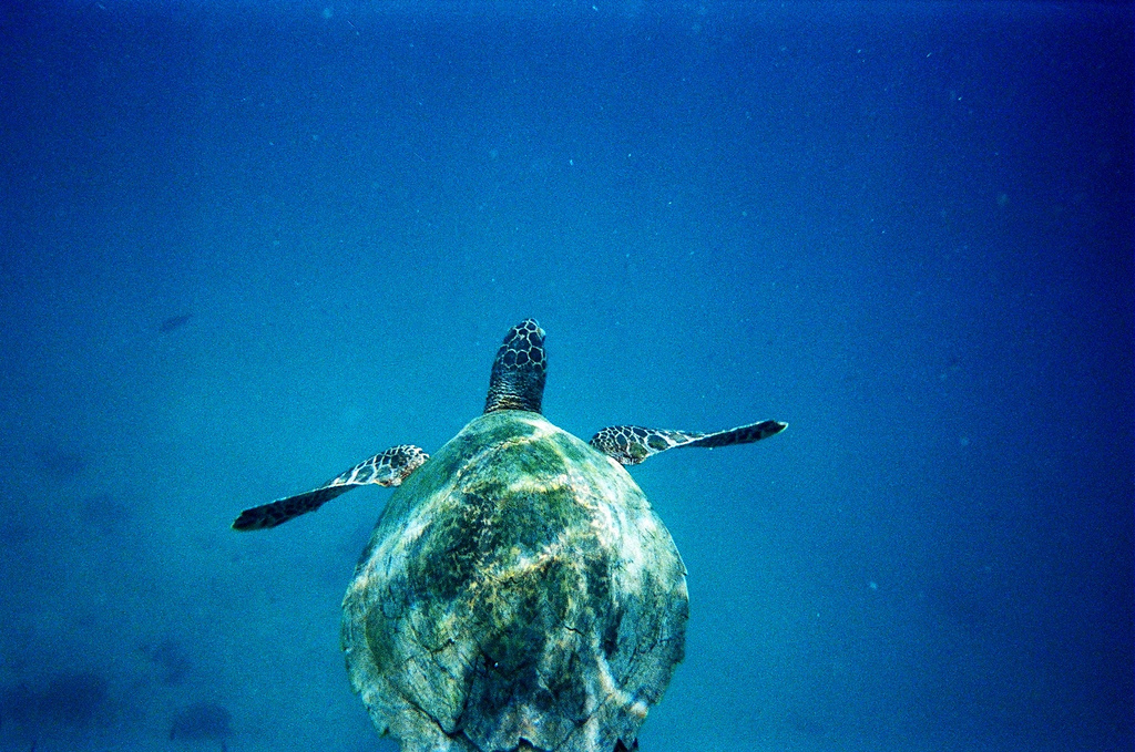 Chumbe Island Zanzibar Turtle