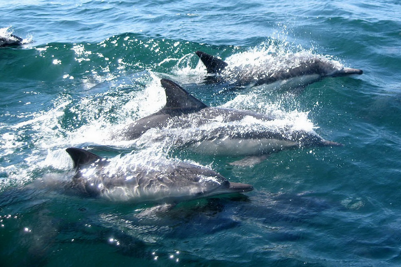 A guide to Dolphins Tour in Zanzibar – What you might expect