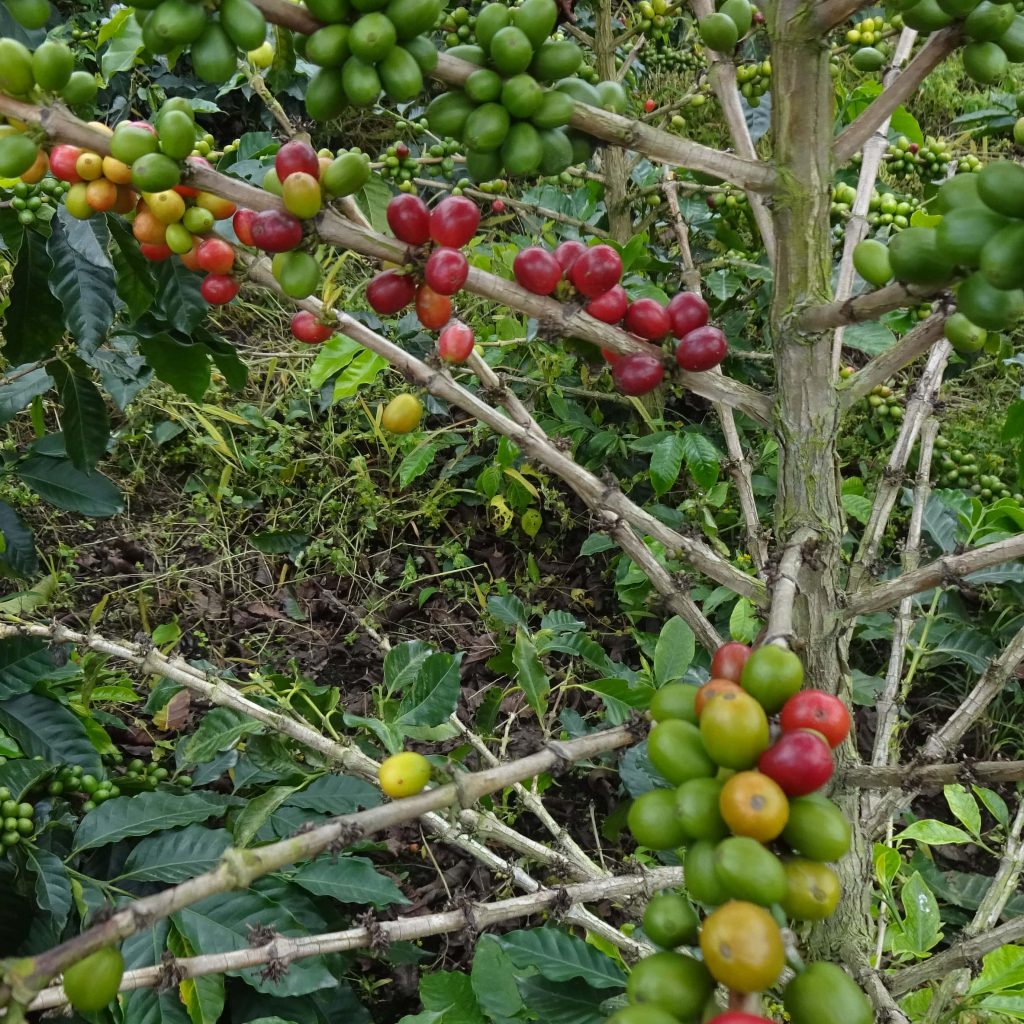 Coffee Plant Popoyan