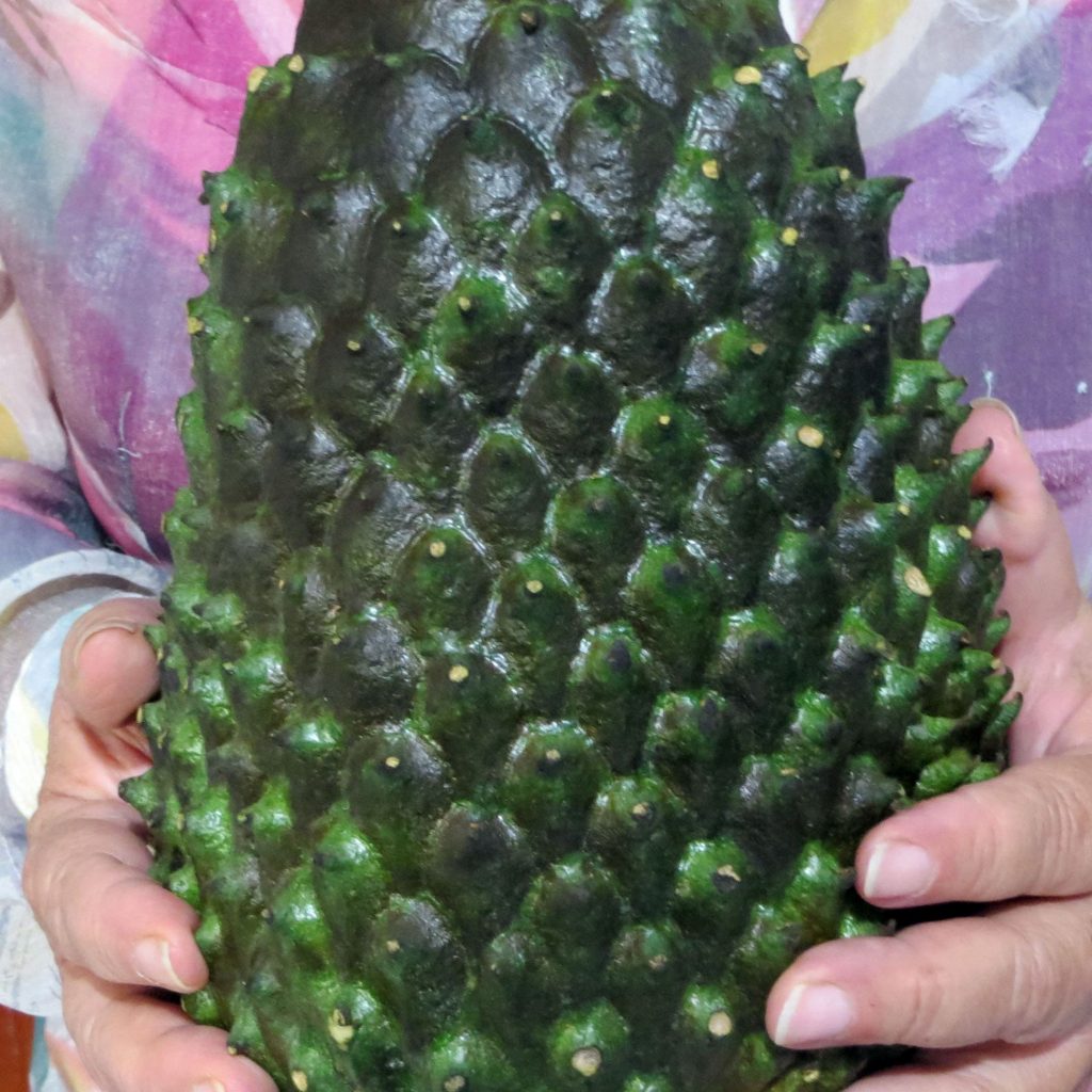 Guanabana Exotic Colombian Fruit