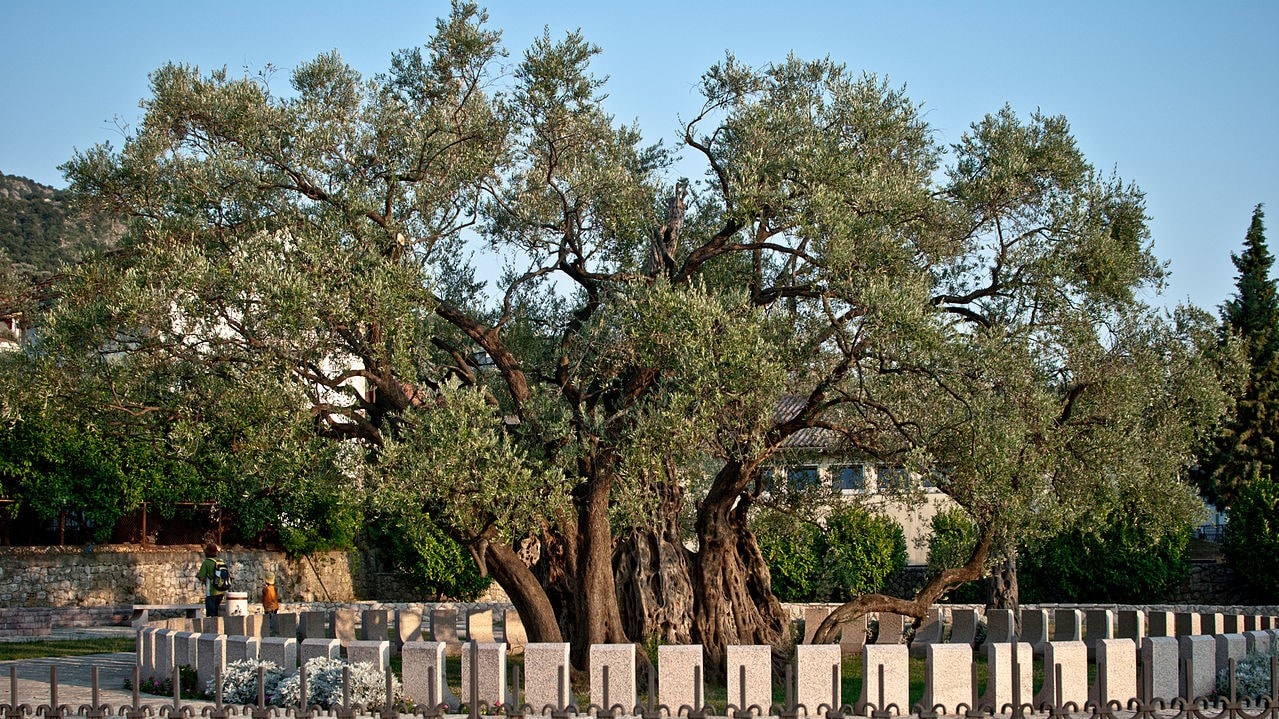 Old Olive Tree Bar Montenegro