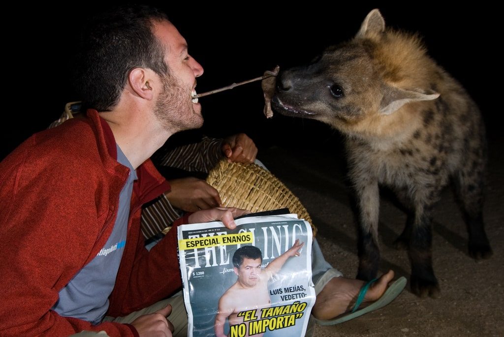 Feed Hyenas Harar Ethiopia