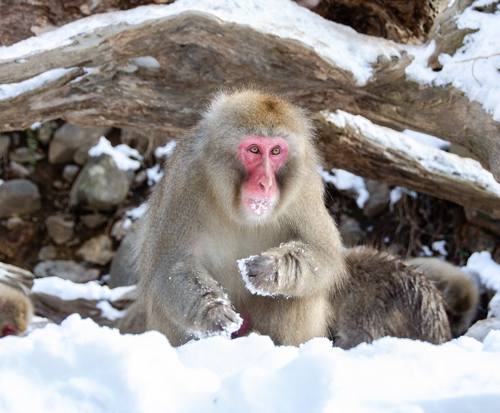 Jigokudani Park Monkey Japan