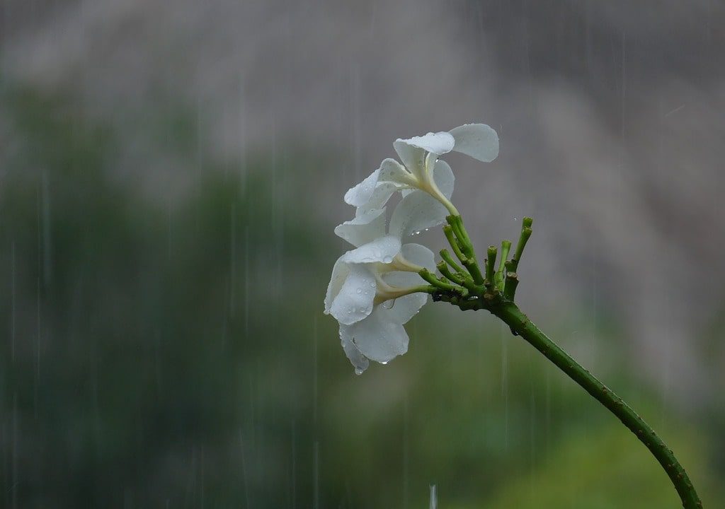 monsoon sick in india